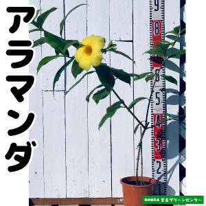 アラマンダ 花の商品一覧 通販 Yahoo ショッピング