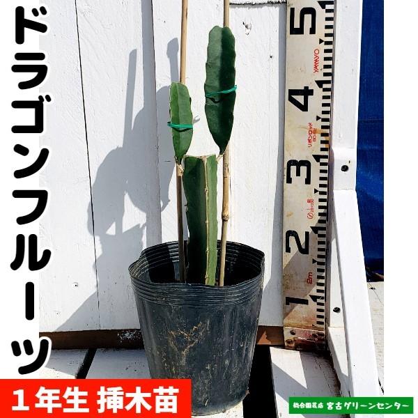 ドラゴンフルーツ苗 接木苗 1年生  熱帯果樹苗