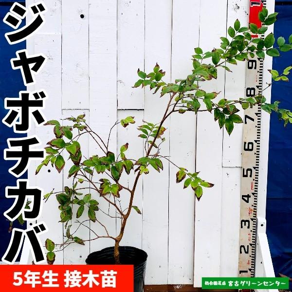 ジャボチカバ苗 接木苗 5年生  熱帯果樹苗
