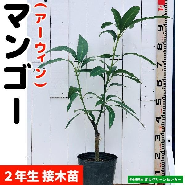 マンゴー苗 【アーウィン】接木苗 2年生 21cmポット 熱帯果樹苗