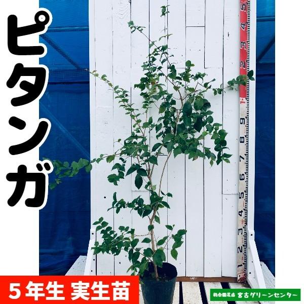 ピタンガ苗 実生苗 5年生 18~21cmポット 熱帯果樹苗