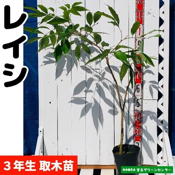 レイシ(ライチ)苗【黒葉】取木苗 3年生 18~21cmポット 熱帯果樹苗