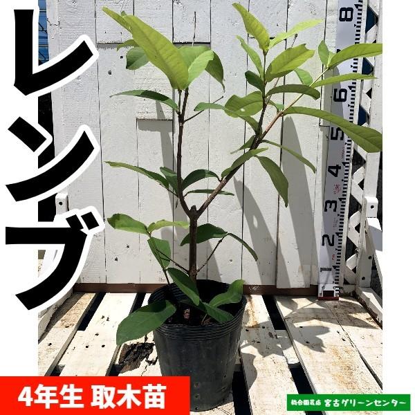 レンブ 取木苗 4年生 18cmポット 熱帯果樹苗