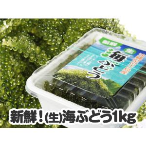 宮古島産（生）海ぶどう 500ｇ　茎つき（250ｇ×２パック）タレ4袋付