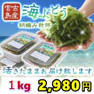 宮古島産（生）海ぶどう１キロ　茎つき（250ｇ×４パック）タレ8袋付