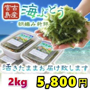 宮古島産（生）海ぶどう２キロ　茎つき（250ｇ×８パック）タレ16袋付