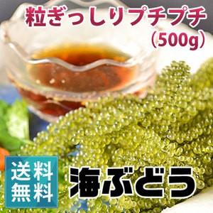 朝どり新鮮 宮古島の海ぶどう 500g 茎なし 沖縄 宮古島産