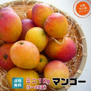 産地直送 宮古島ミニマンゴー 沖縄産 約1kg 5〜20玉 生産量日本一の宮古島が誇るアップルマンゴー！