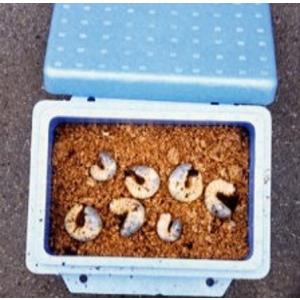 かぶと虫幼虫セット＿かぶと虫幼虫（オス３匹・メス３匹）　育て方マニュアル入