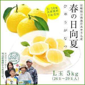 早期予約 日向夏10kg（大小混合・無選果）ギフト 宮崎県日南海岸宮浦産