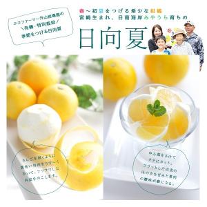 早期予約 お試し日向夏 小玉(Sサイズ)5kg...の詳細画像1
