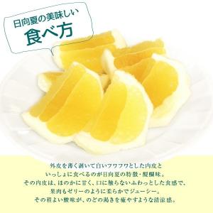 早期予約 お試し日向夏 小玉(Sサイズ)5kg...の詳細画像2