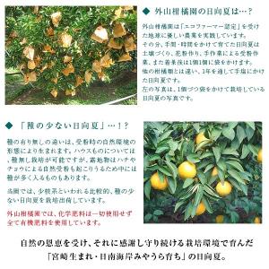 早期予約 お試し日向夏 小玉(Sサイズ)5kg...の詳細画像3