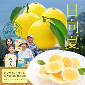 早期予約 お試し日向夏 小玉(Sサイズ)5kg...の詳細画像4