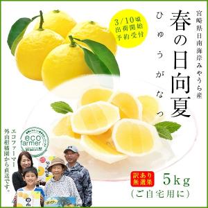 訳あり日向夏5kg(大小混合・無選果)ギフト 宮崎県日南海岸...