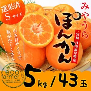 早期予約 みやうらポンカン5kg 30玉L 12/10頃から順次出荷 宮崎県日南