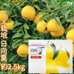 柑橘 日向夏 ハウス栽培 宮崎特産 期間限定 約2.5kg 化粧箱入