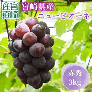 【8月下旬頃より順次発送】宮崎県産 ニューピオーネ 3Kg 赤秀 平均糖度17度以上 種なし 送料無料 化粧箱 産地直送 ブドウ ぶどう ギフト