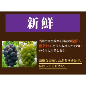 【8月下旬頃より順次発送】宮崎県産 ニューピオ...の詳細画像2