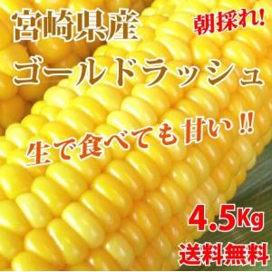 6月上旬発送開始 朝採れ！宮崎県産 スイートコーン ゴールドラッシュ 4.5Kg（2Lサイズ約13本...