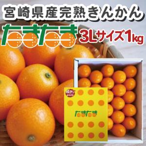 2026年1月下旬以降順次発送】宮崎県産 完熟きんかん〈たまたま