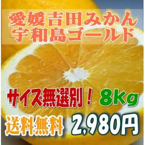 宇和島ゴールド河内晩柑美生柑愛媛産家庭用8キロ・無選別