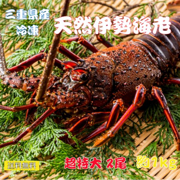伊勢海老がお得！お刺身用冷凍伊勢海老【特特大】2尾入（約1.0ｋｇ）送料無料　三重県産　イセエビ　伊...