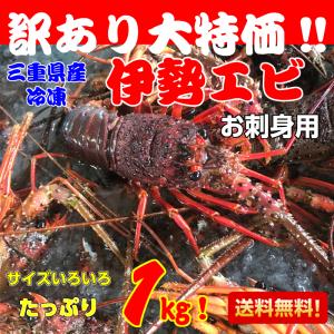 伊勢海老がお得！激安！訳アリお刺身用伊勢海老1キロ入り（小）　三重県産　伊勢エビ　