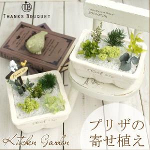 ストレリチア・オーガスタ 8号 「3株植え」 ホワイトスクエア陶器鉢