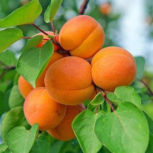 アンズの苗木 2年生 品種：ハーコット 品種で選べる果樹苗木 接木苗