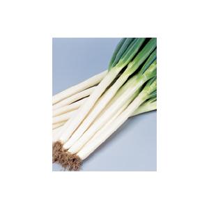 夏扇パワー 6000粒 ねぎ ペレット種子の詳細画像2