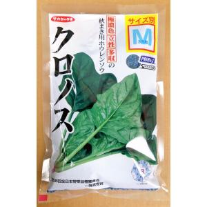 クロノス　ほうれん草　Mサイズ　3万粒　種