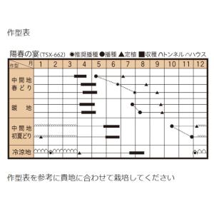 陽春の宴 5000粒 コート ねぎ 種子の詳細画像1