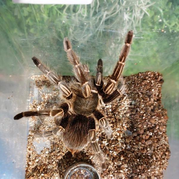 コスタリカゼブラレッグタランチュラ