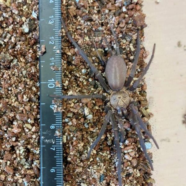 コロンビアンファンネルウェブスパイダー