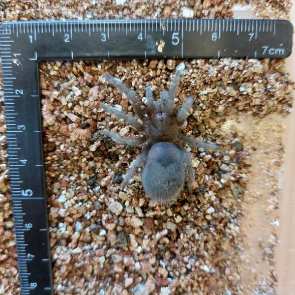 ブラジリアンブラック