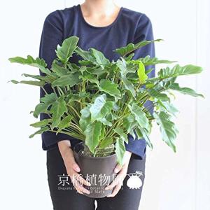 クッカバラ セローム 観葉植物 の商品一覧 花 ガーデニング 通販 Yahoo ショッピング