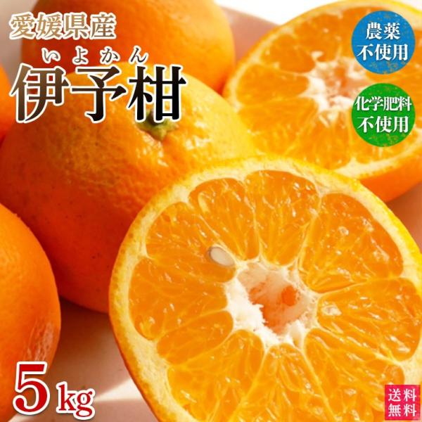 愛媛県産いよかん・伊予柑５ｋｇ・自然農法！栽培期間中農薬・化学肥料不使用【送料無料】