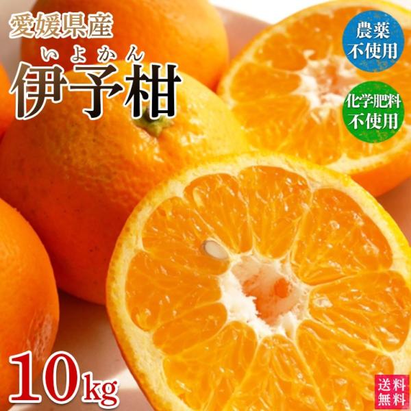 愛媛県産いよかん伊予柑１０ｋｇ・自然農法！栽培期間中農薬・化学肥料不使用【送料無料】