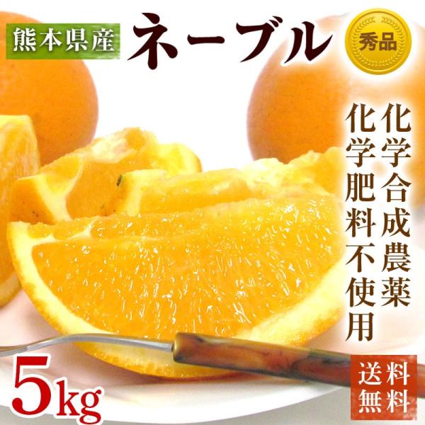 熊本県産・国産ネーブルオレンジ（秀品・Ｍ〜２Ｌサイズ混合）５ｋｇ【送料無料】網田ネーブル