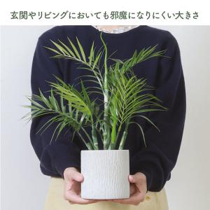 人工観葉植物 フェイクグリーン テーブルヤシ ...の詳細画像4