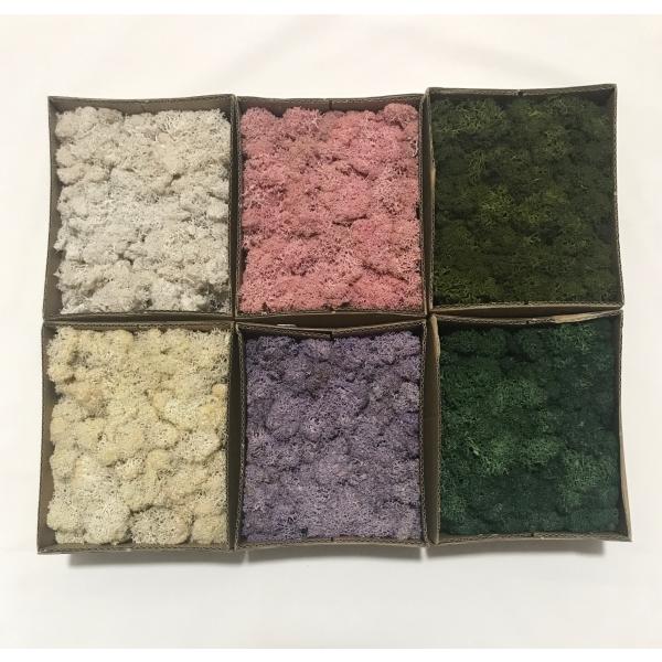 アイスランドモス 30g ホワイト カラー モス 苔 コケ