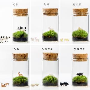 苔テラリウム 動物のいる草原 植物 ギフト プ...の詳細画像5