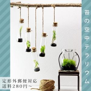 苔テラリウム3個セット 植物 ギフト オーナメント　プレゼント レビューでおまけ 定形外OK