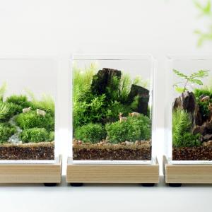苔テラリウム しかくいテラリウム 植物 ギフト コケリウム 風景 癒し プレゼント