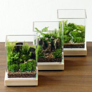 苔テラリウム しかくいテラリウム 植物 ギフト...の詳細画像2