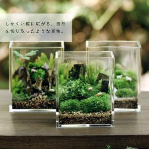苔テラリウム しかくいテラリウム 植物 ギフト...の詳細画像4