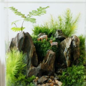 苔テラリウム しかくいテラリウム 植物 ギフト...の詳細画像3