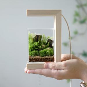 苔テラリウム しかくいテラリウム 植物 ギフト...の詳細画像5