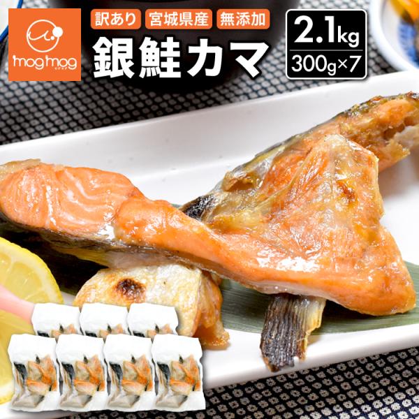 送料無料 訳あり 宮城県産 銀鮭カマ 2.1kg (300g×7パック)  国産  甘口 塩鮭 銀鮭...